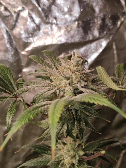 Pink Banana Runtz. Week 11