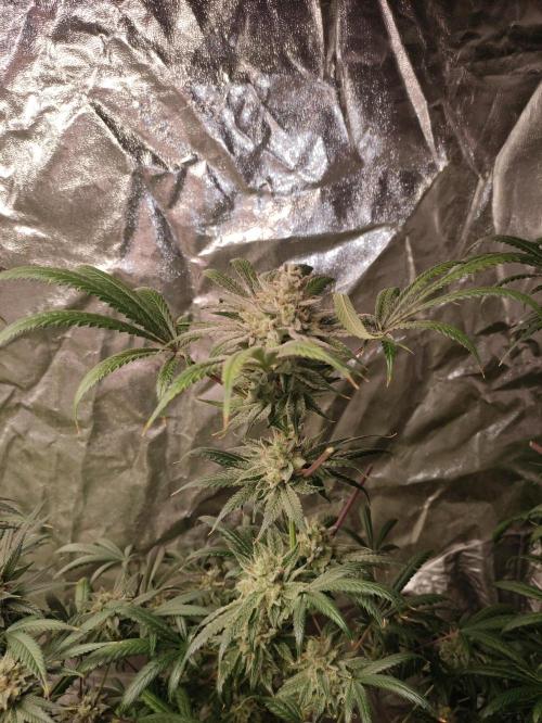 Pink Banana Runtz. Week 11