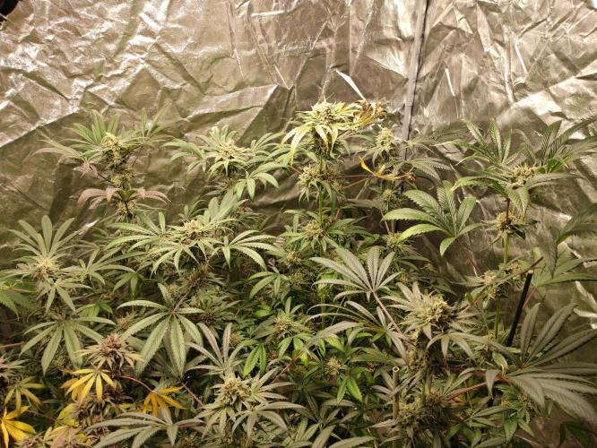 Pink Banana Runtz. Week 11