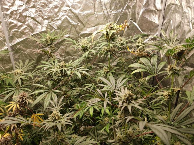 Pink Banana Runtz. Week 11