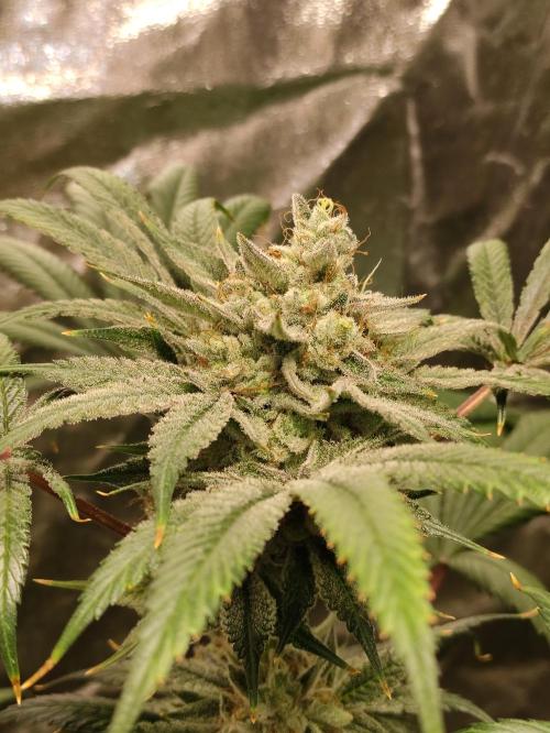 Pink Banana Runtz. Week 11