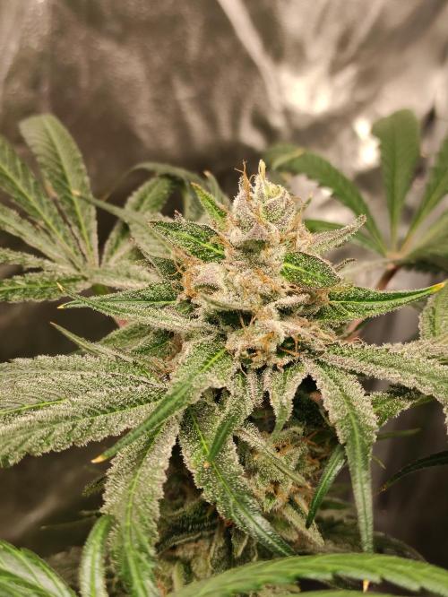 Pink Banana Runtz. Week 11