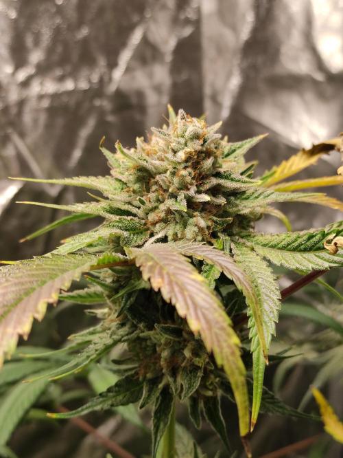 Pink Banana Runtz. Week 11