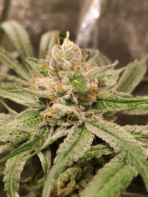 Pink Banana Runtz. Week 11