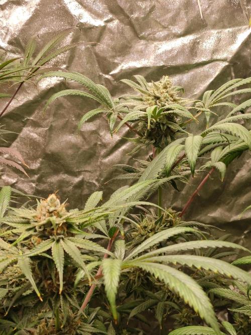 Pink Banana Runtz. Week 11