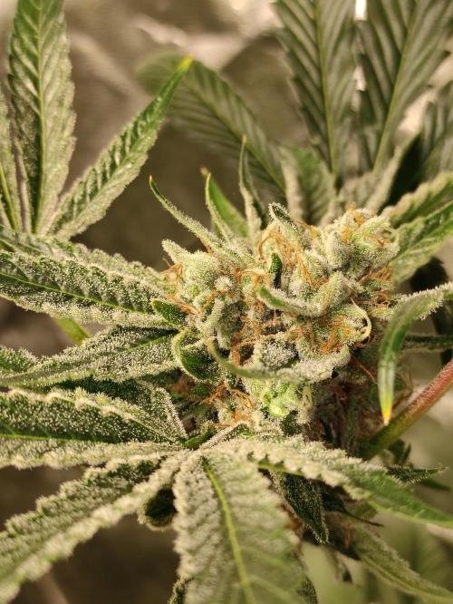 Pink Banana Runtz. Week 11