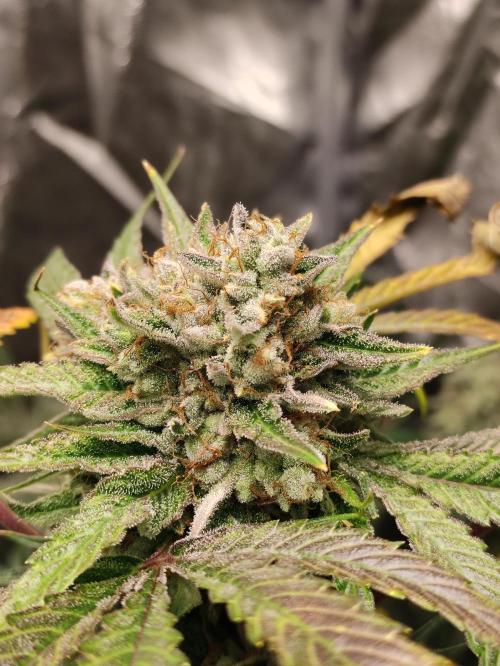 Pink Banana Runtz. Week 11