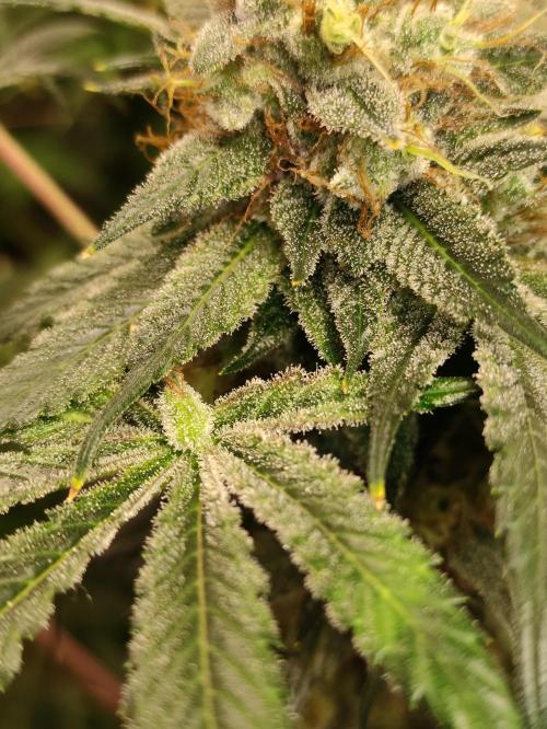 Pink Banana Runtz. Week 11