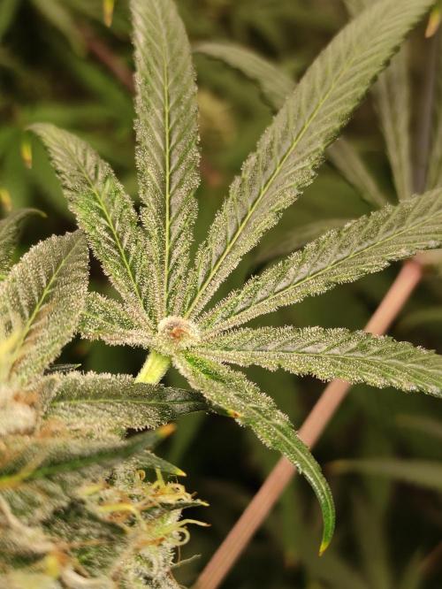 Pink Banana Runtz. Week 11