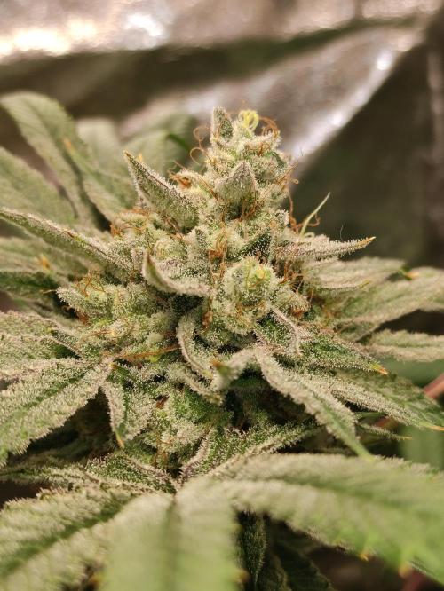 Pink Banana Runtz. Week 11