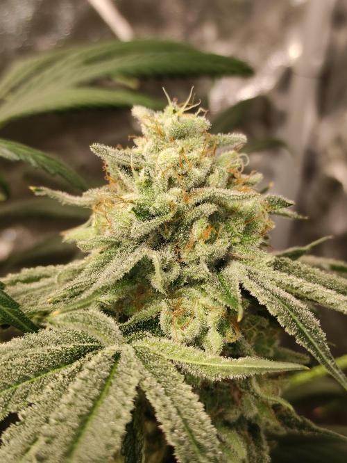 Pink Banana Runtz. Week 11