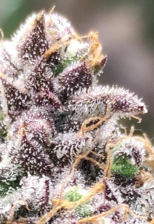 Red tropicana cookies. Week 14