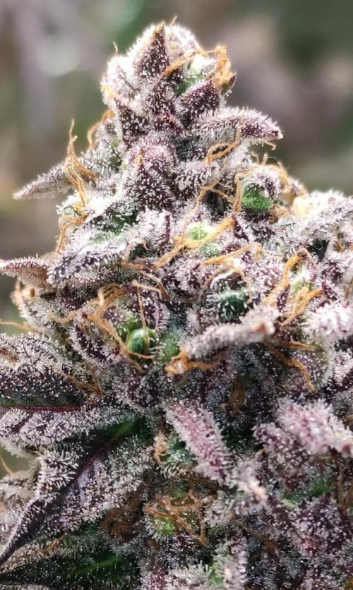 Red tropicana cookies. Week 14