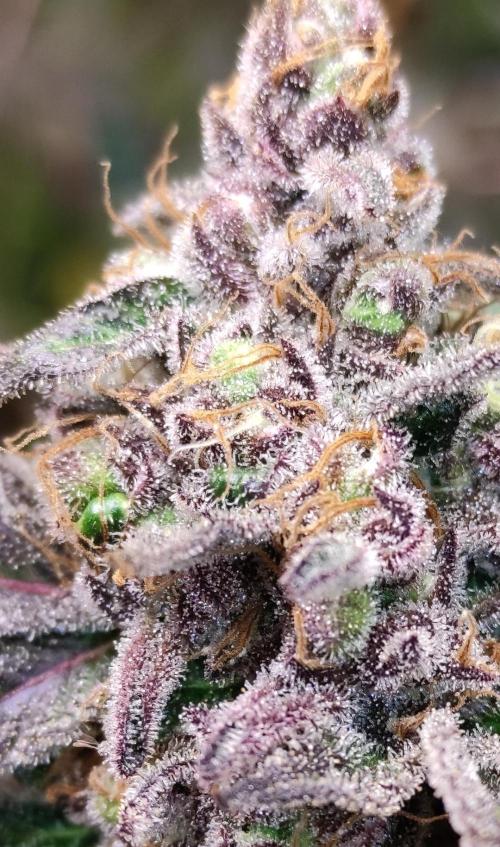 Red tropicana cookies. Week 14