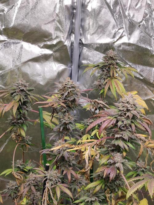 Red tropicana cookies. Week 14