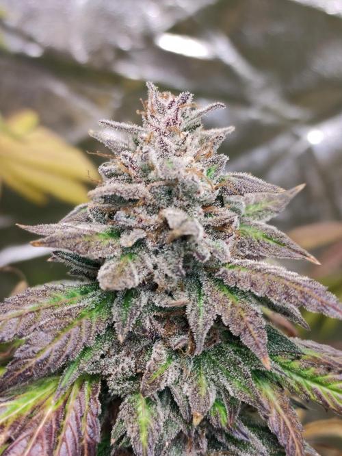 Red tropicana cookies. Week 14