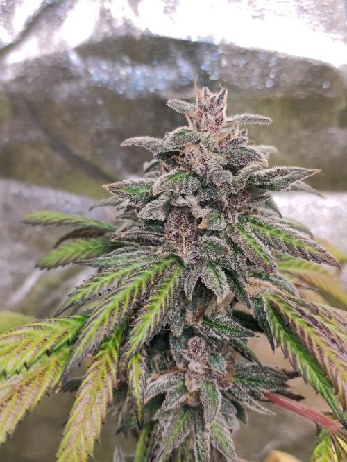 Red tropicana cookies. Week 14