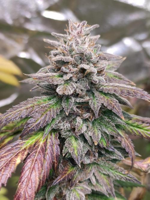 Red tropicana cookies. Week 14