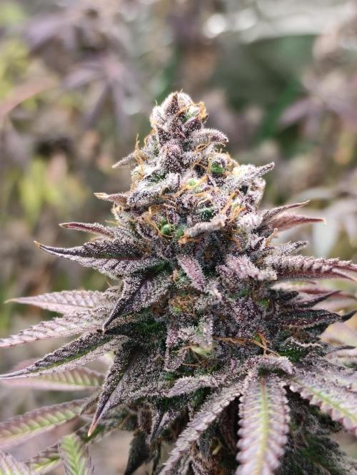 Red tropicana cookies. Week 14