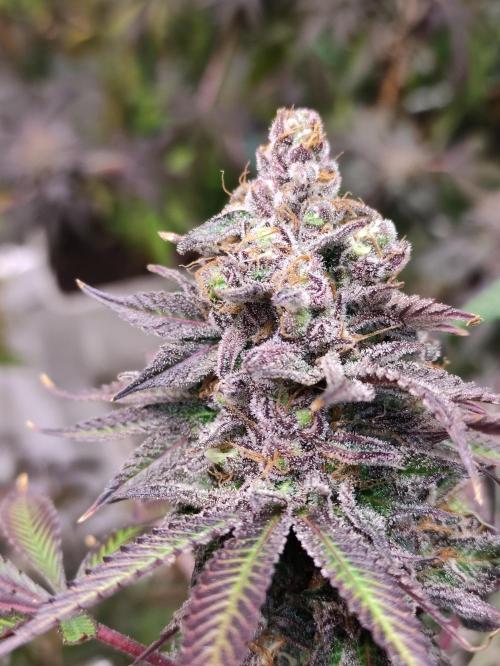 Red tropicana cookies. Week 14