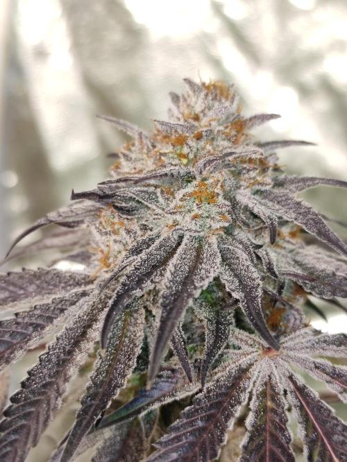 Frozen Biscotti. Week 14