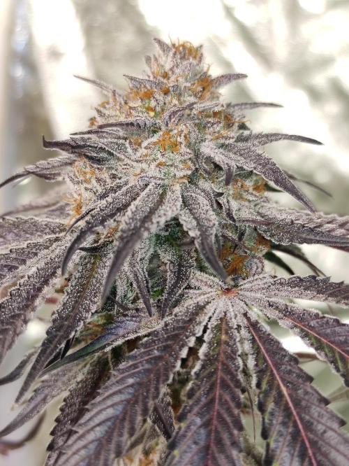 Frozen Biscotti. Week 14