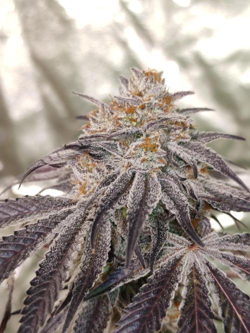 Frozen Biscotti. Week 14