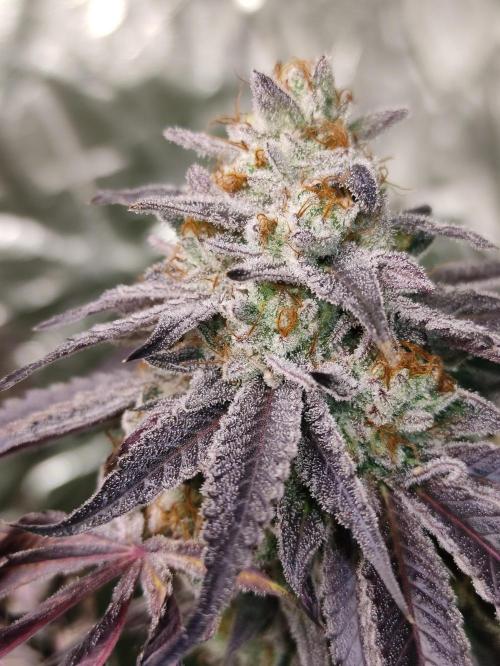 Frozen Biscotti. Week 14