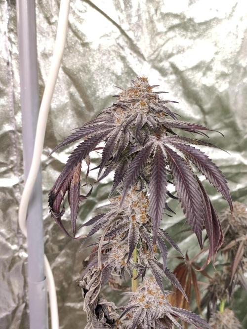 Frozen Biscotti. Week 14