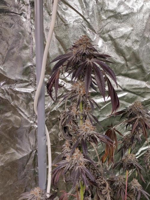 Frozen Biscotti. Week 14