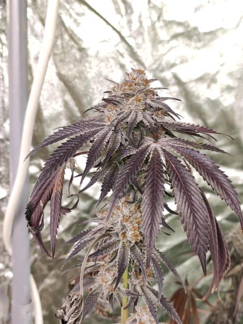 Frozen Biscotti. Week 14