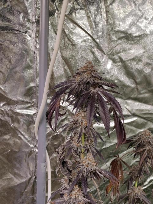 Frozen Biscotti. Week 14