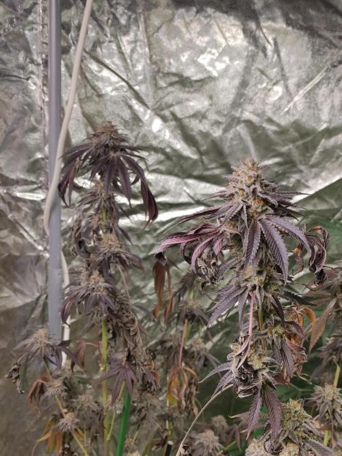 Frozen Biscotti. Week 14