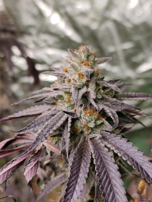 Frozen Biscotti. Week 14