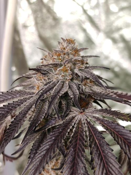 Frozen Biscotti. Week 14