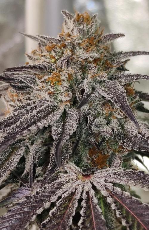 Frozen Biscotti. Week 14