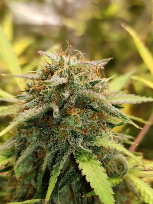 Pineapple Pulse. Week 9