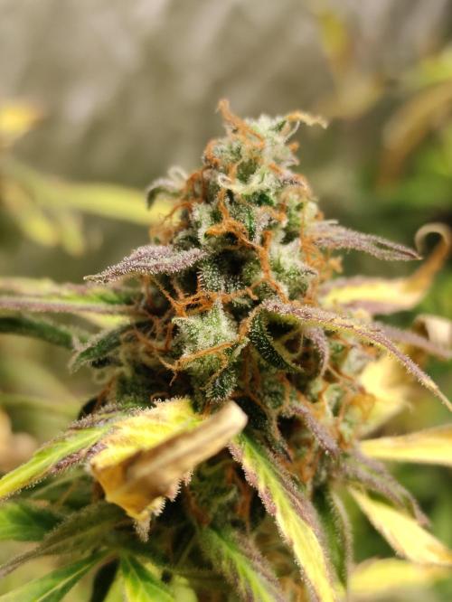 Pineapple Pulse. Week 9