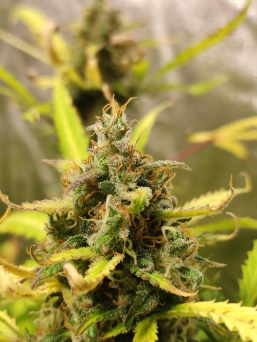 Pineapple Pulse. Week 9