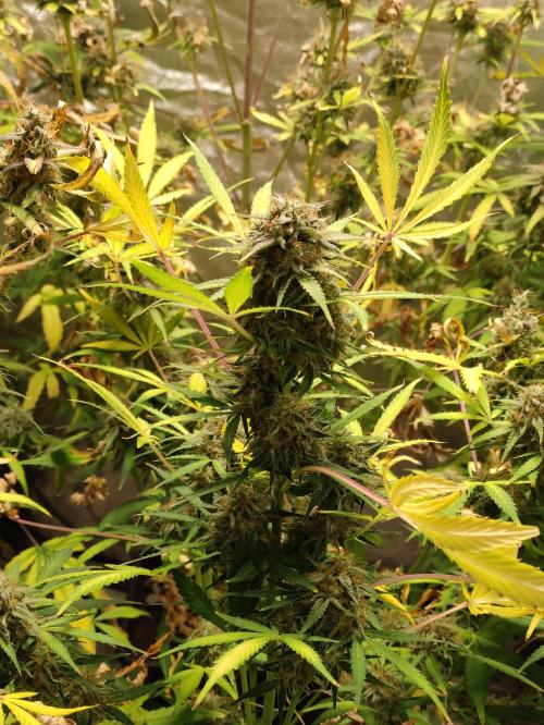 Pineapple Pulse. Week 9