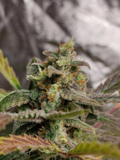 Fumepop Auto. Week 9