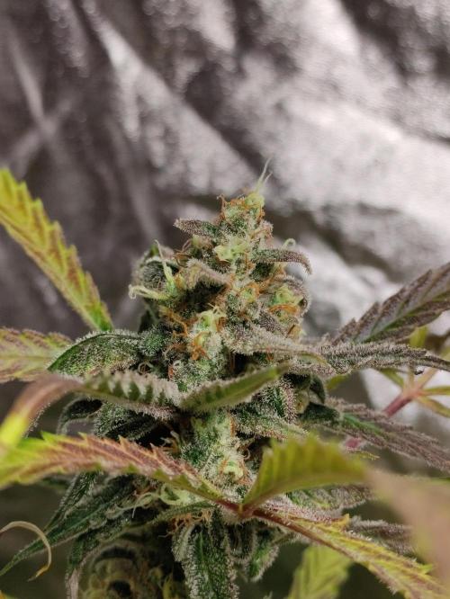 Fumepop Auto. Week 9