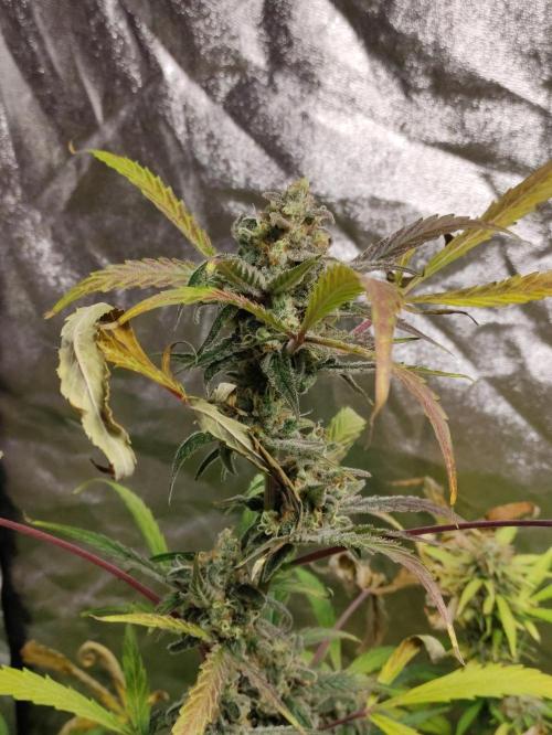 Fumepop Auto. Week 9