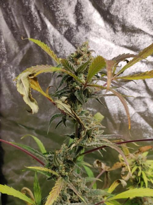 Fumepop Auto. Week 9