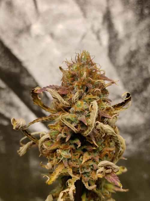 Fumepop Auto. Week 9