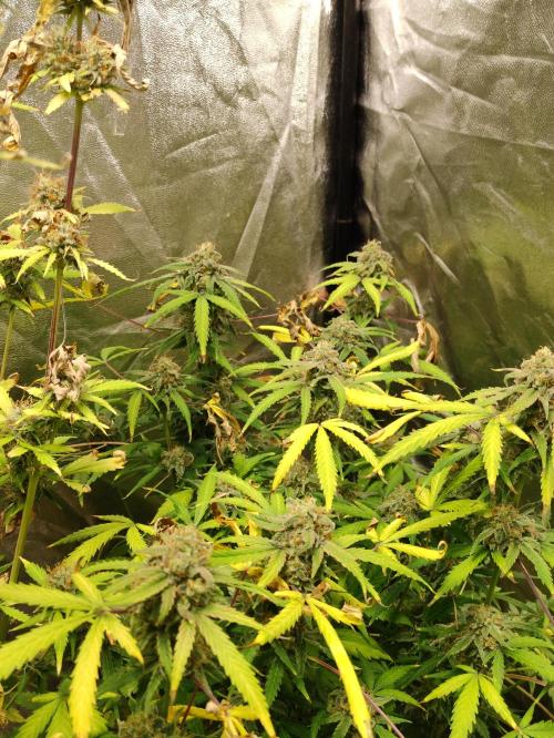 Fumepop Auto. Week 9