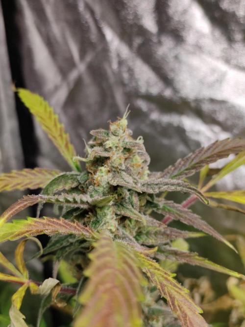 Fumepop Auto. Week 9