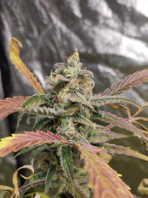Fumepop Auto. Week 10