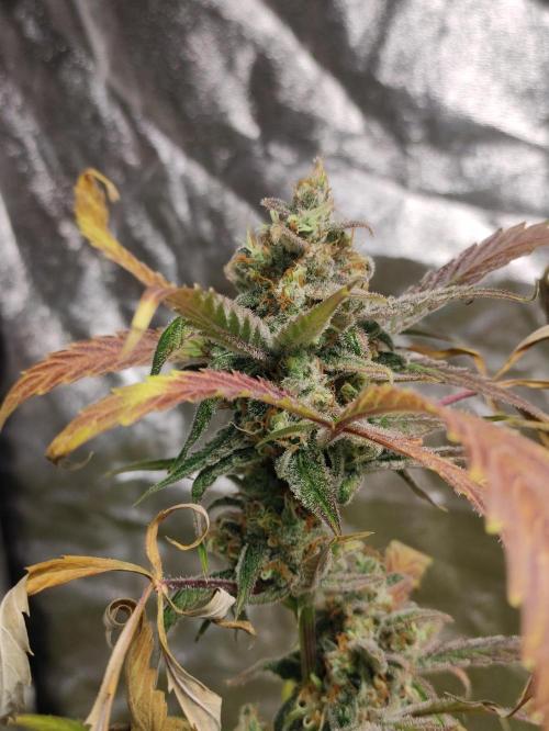 Fumepop Auto. Week 10