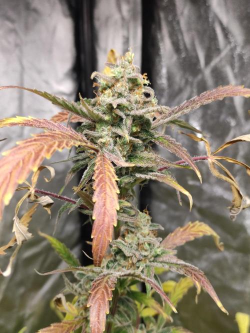Fumepop Auto. Week 10